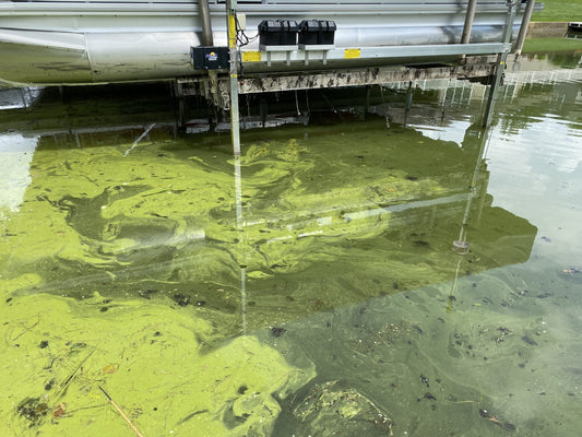 Blue-Green Algae and Drinking Water: Can Water Filtration Make It Safe?