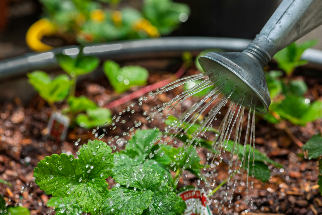Water & Your Garden: How Healthy Water Creates Healthy Plants, Lawns, and Landscapes